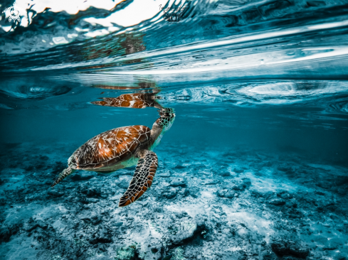 A Green Sea Turtle