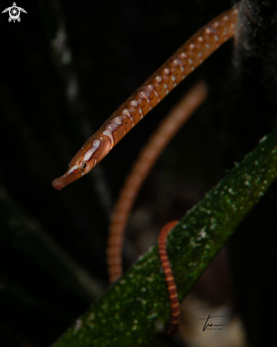 A Nerophis maculatus | Shortnose Pipefish