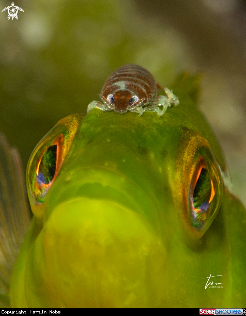 A Parasite on Green Wrasse