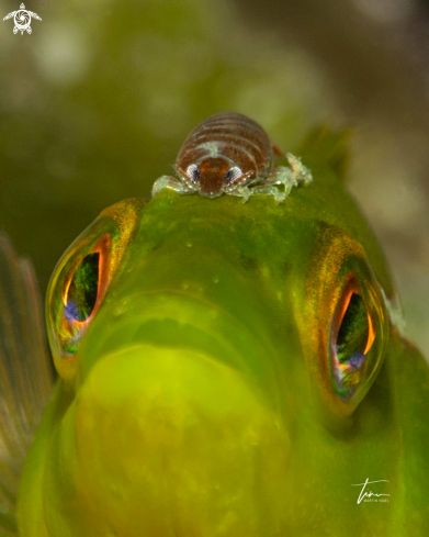 A Nerocila bivitatta on Labrus viridis | Parasite on Green Wrasse