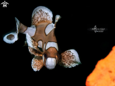 A Plectorhinchus chaetodonoides (Lacepède, 1801)  | Harlequin Sweetlips Juvenil