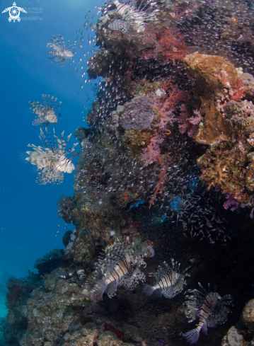 A Lion fish 