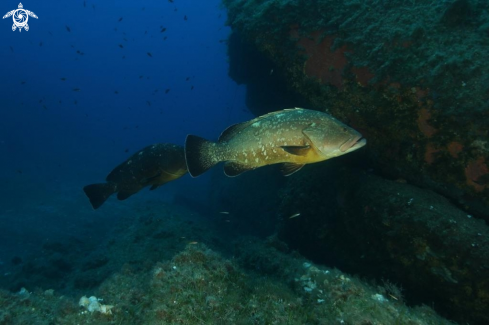 A Epinephelus marginatus | Cernia bruna