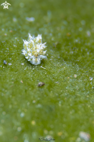 A Costasiella ocellifera | Leaf Slug