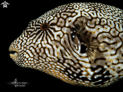 A Map Pufferfish