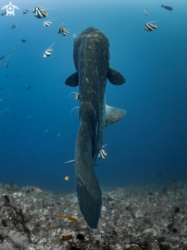 A Mobula alfredi | Bump-Head Sunfish
