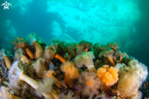 A Frilled anemone