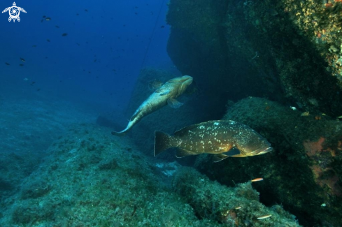 A Epinephelus marginatus | Cernia bruna