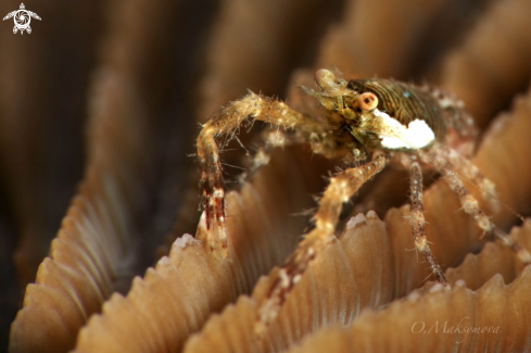 A Crab Galathea sp.