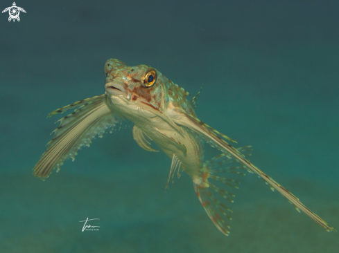 A Dactylopterus volitans | Flying Gurnard