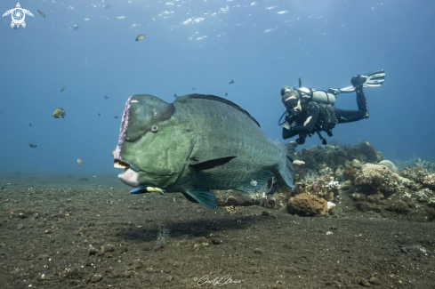 A Green Humphead Parrotfish