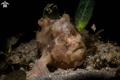 A Painted frogfish