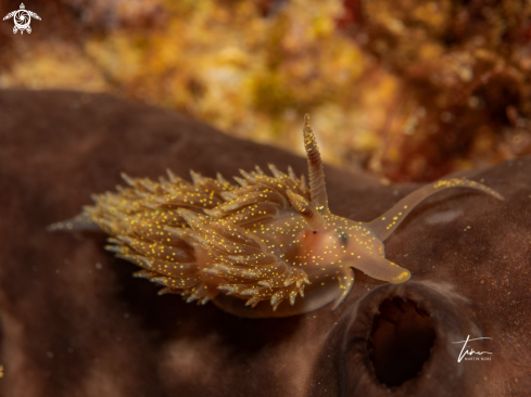 A Facelina annulicornis | Facelina annulicornis