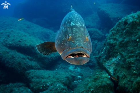 A Epinephelus marginatus | Cernia bruna