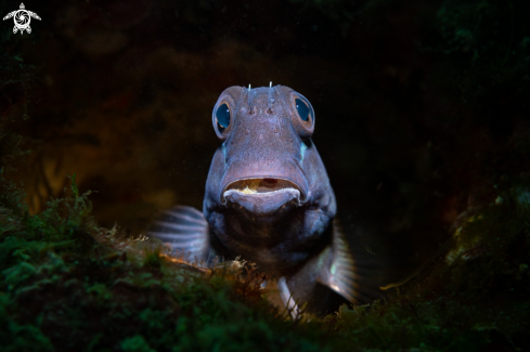 Blenny fish