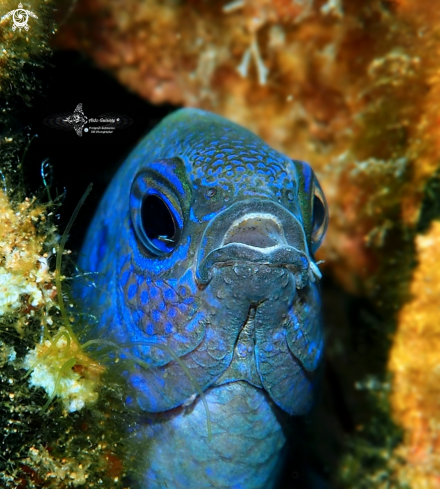 A Blue Damselfish