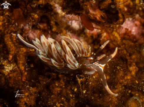 A Facelina rubrovittata | Facelina rubrovittata