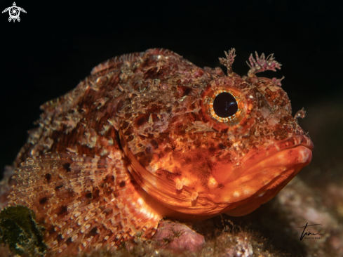 A Small red Scorpionfish