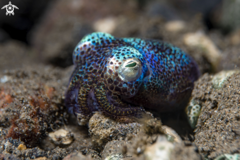 A Berry's Bobtail Squid