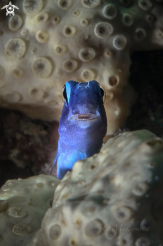 A Red Sea mimic blenny (Ecsenius gravieri)