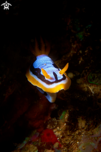 A Chromodoris annae | NUDIBRANCH