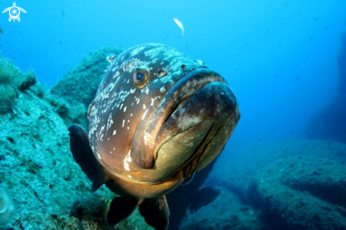 A Epinephelus marginatus | Cernia bruna