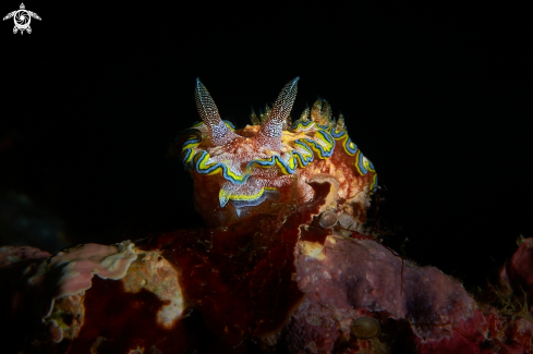 A Glossodoris sp. cf. cincta | NUDIBRANCH