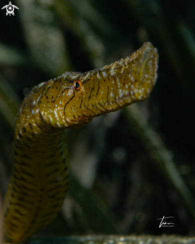A Sygnathus typhle | Broadnose Pipefish