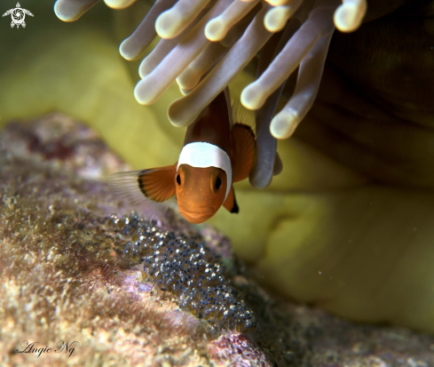 Clownfish