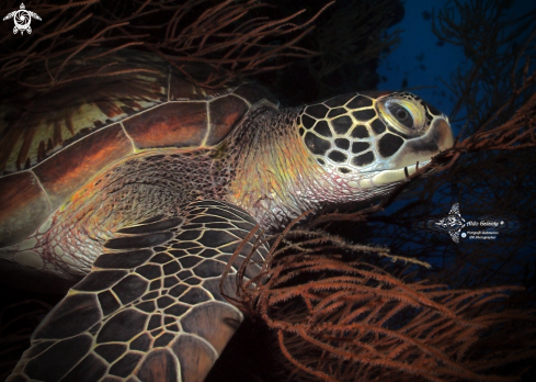 A Chelonia mydas (Linnaeus, 1758)  | Green Turtle