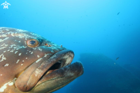 A Epinephelus marginatus | Cernia bruna