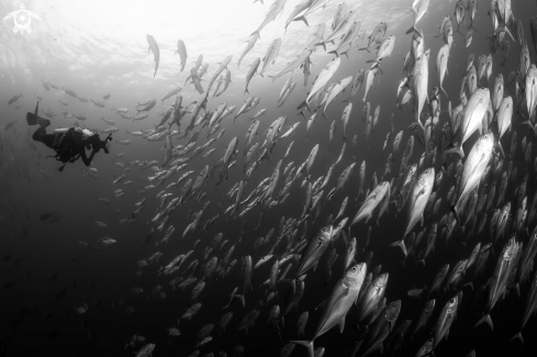 A Bigeye trevally