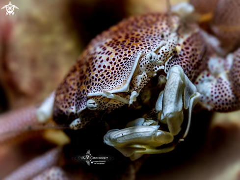 A Neopetrolisthes maculatus (H Milne Edwards, 1837 [in H Milne Edwards, 1834-1840])   | Porcelain Crab 