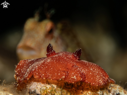 A Platydoris argo / Parablennius pilicornis | Leathery Doris / Ringneck Blenny