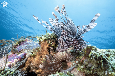 A Pterois volitans | Red Lionfish