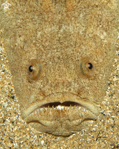 A Uranoscopus scaber | Atlantic Stargazer