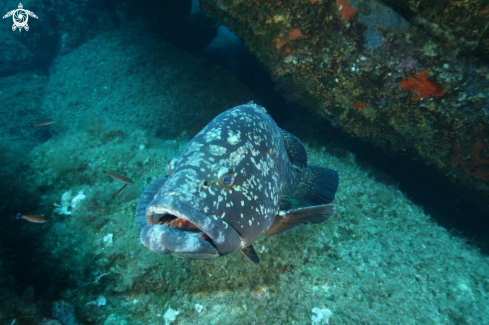 A Epinephelus marginatus | Cernia