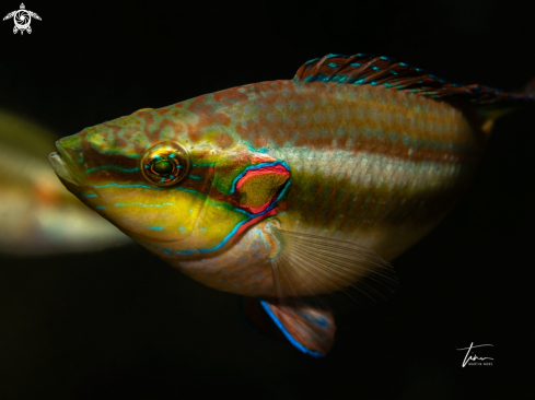 A Ocellated Wrasse