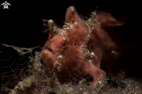 A Painted frogfish