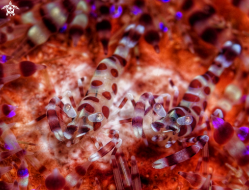 A Periclimenes colemani  | Coleman Shrimp 