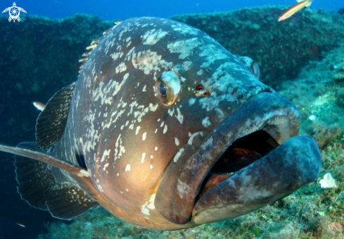 A Epinephelus marginatus | Cernia bruna