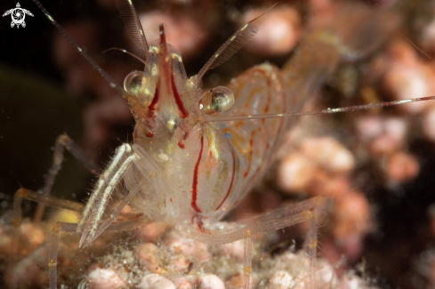 A Rockpool shrimp hunting skeleton shrimp
