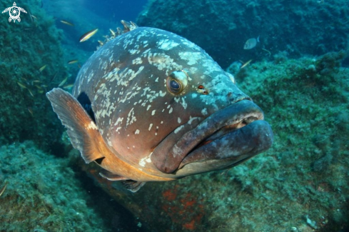 A Epinephelus marginatus | Cernia bruna