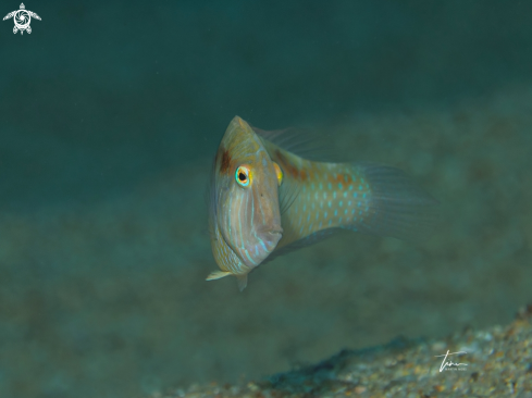 A Pearly Razorfish