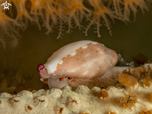 A False cowrie