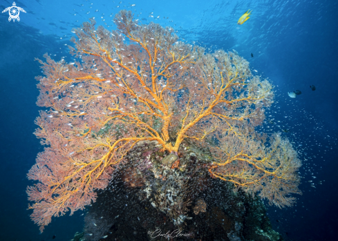 A Plexauridae sp | Gorgonian Sea Fan