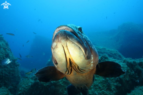 A Epinephelus marginatus | Cernia bruna