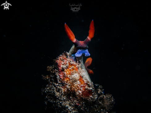 A Nembrotha purpureolineata | Nembrotha purpureolineata nudibranch