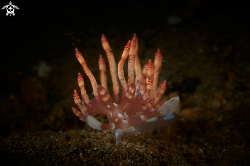 A Samla bilas or Flabellina bilas | NUDIBRANCH