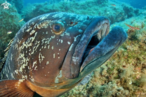 A Epinephelus marginatus | Cernia bruna